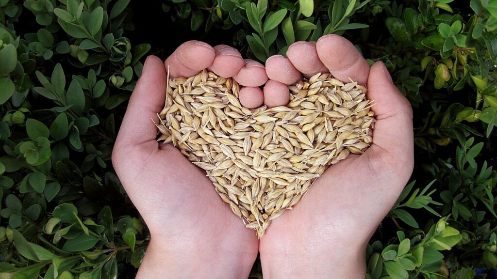 whole grains in hands